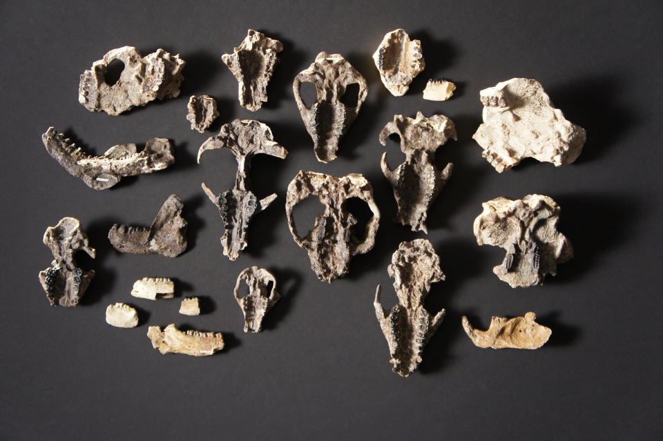 This photo provided by HHMI Tangled Bank Studios in October 2019 shows some of the mammal skull fossils retrieved from Corral Bluffs, Colo. A trove of fossils has revealed details of how life rebounded after the cataclysm that killed off the dinosaurs. (Frank Verock/HHMI Tangled Bank Studios via AP)