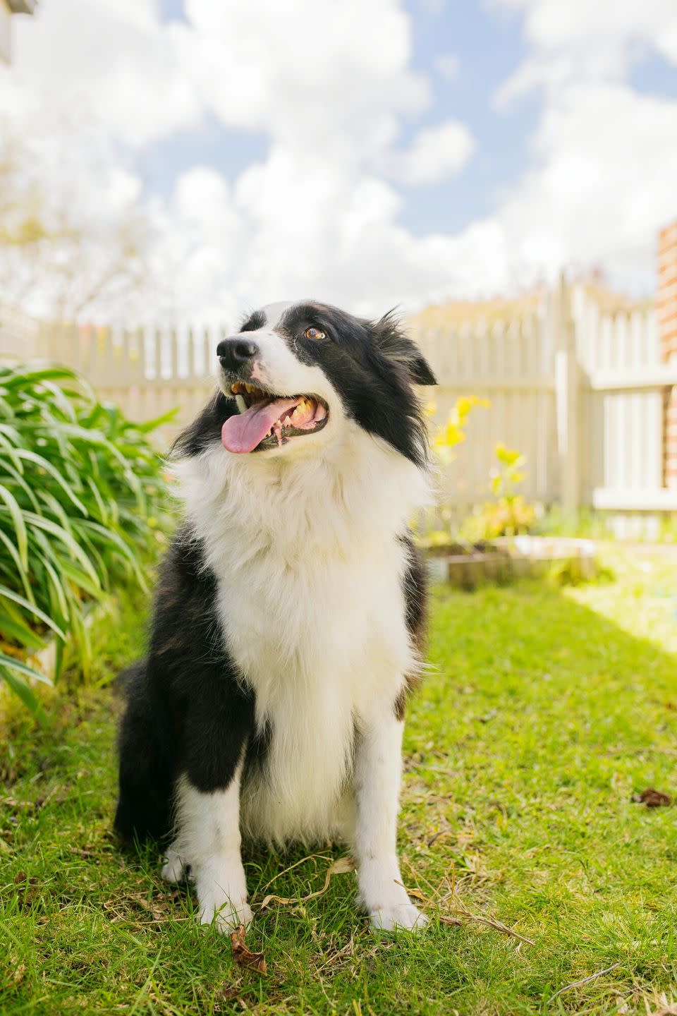 Border Collie