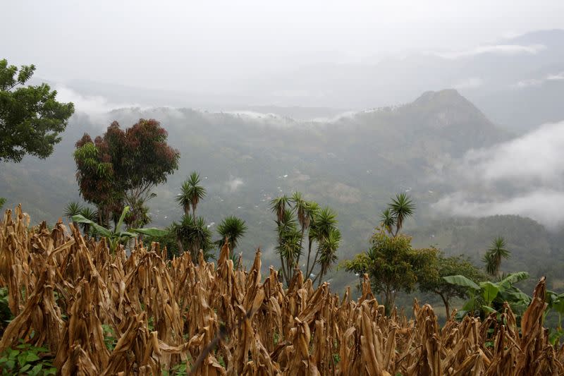 A corn field with dry plants is seen in La Palmilla