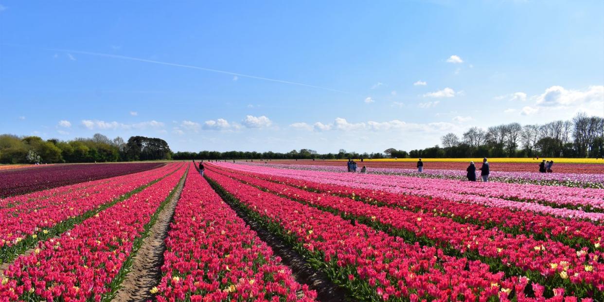 a flower field of tulips in norfolk