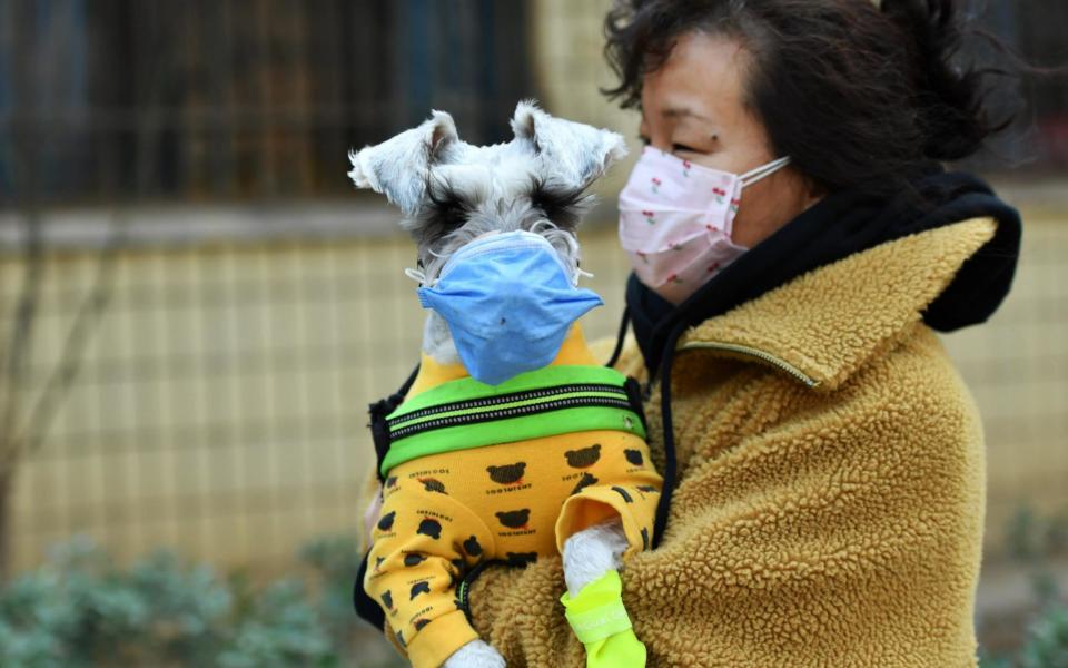 A woman with her pet dog, both wearing face masks, walks on a street in Shijiazhuang, Hebei Province of China - Getty