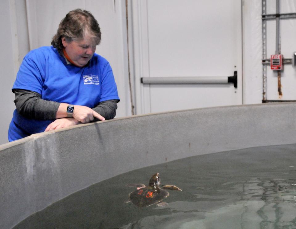 A Kemp's ridley turtle swims by National Marine Life Center President and Executive Director Connie Merigo as she talks about the cold-stunned turtles that are being cared for at the Buzzards Bay facility. The National Marine Life Center has built a new sea turtle triage suite at its Buzzards Bay facility specifically to process and care for cold-stunned turtles.