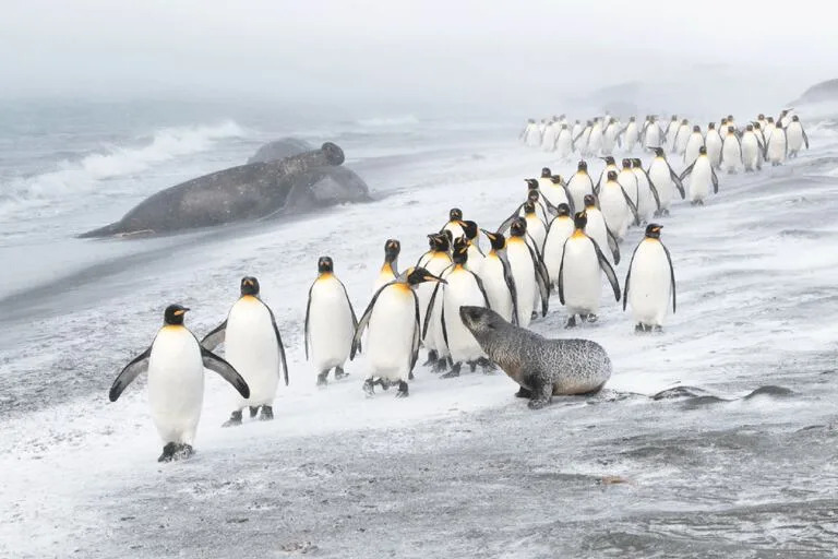 Fauna en la isla Georgia del Sur