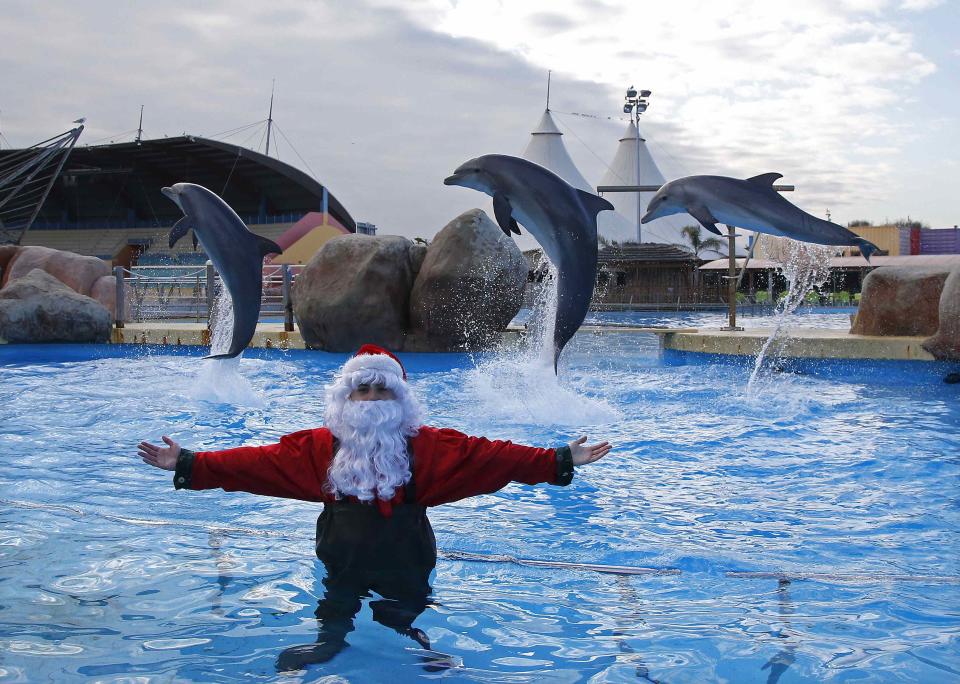 Dolphins jump behind a man dressed as Santa Claus at the Marineland Aquatic Park in Antibes