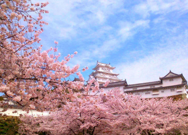 Cherry blossoms in Tokyo 2023: 17 best places to see sakura in Tokyo