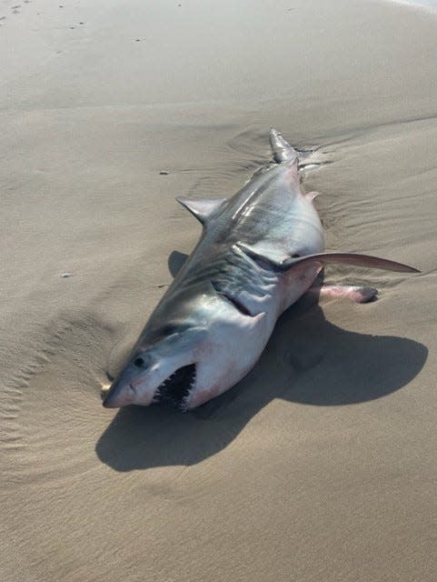 The great white, thought to be a juvenile 7 to 8 feet long, washed ashore Wednesday in Quogue Village in Long Island, N.Y., but washed away before police could secure it.