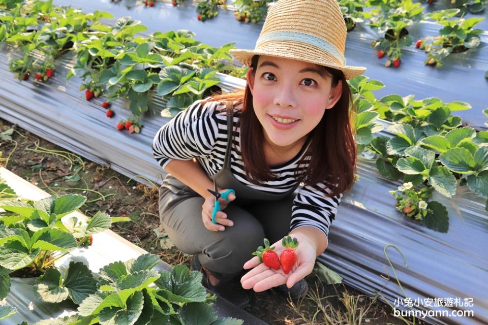 苗栗大湖採草莓一日遊