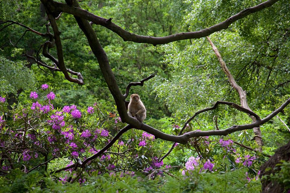 特倫瑟猴子森林 (Photo by Mike Peel (www.mikepeel.net), License: CC BY-SA 4.0, Wikimedia Commons提供)