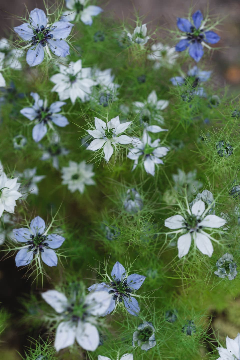 cottage flowers like love in a mist