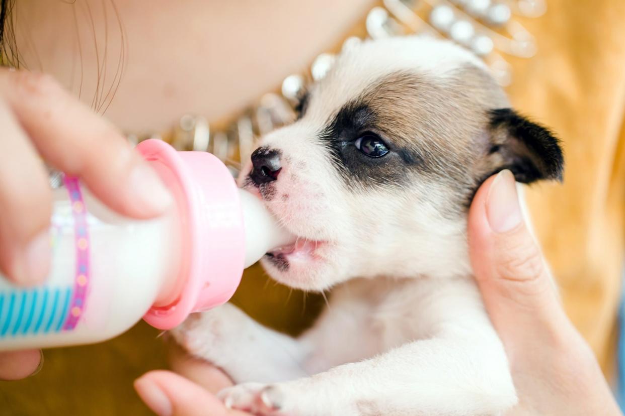 Puppy gets bottle fed in a person's hand