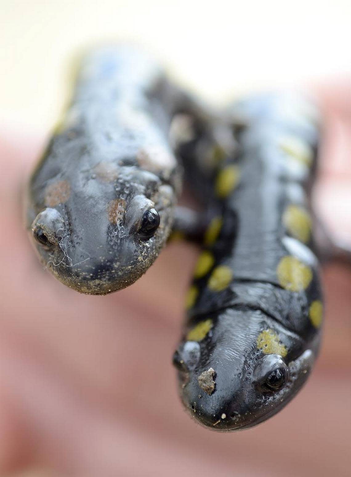 A pair of spotted salamanders, cousins to red-spotted newts, have been studied in the past at Cowans Ford Wildlife Refuge.