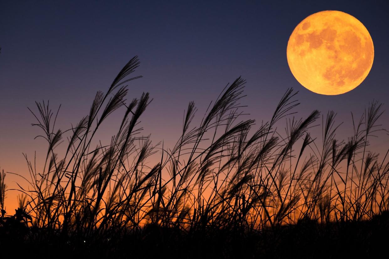 The harvest moon and Japanese pampas grass