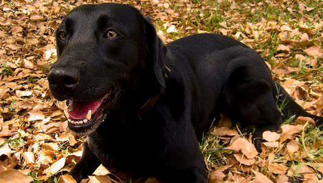 Labrador retriever