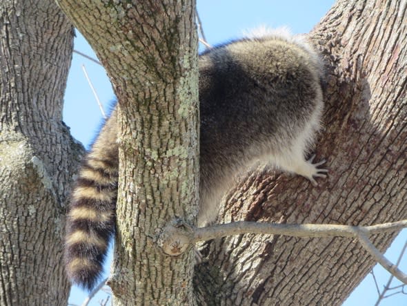 Raccoon gets head stuck in a tree