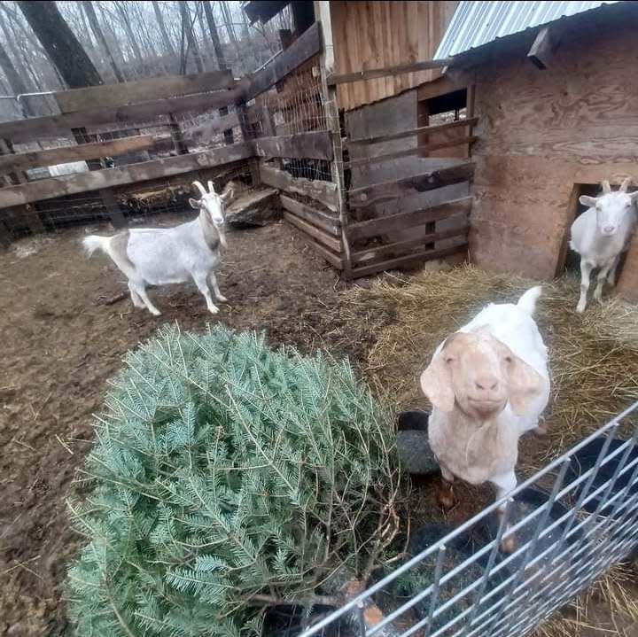 Miss Rosie has a big smile on her face as she nibbles on a donated Christmas tree at Hidden Hill Farm in North Brookfield.