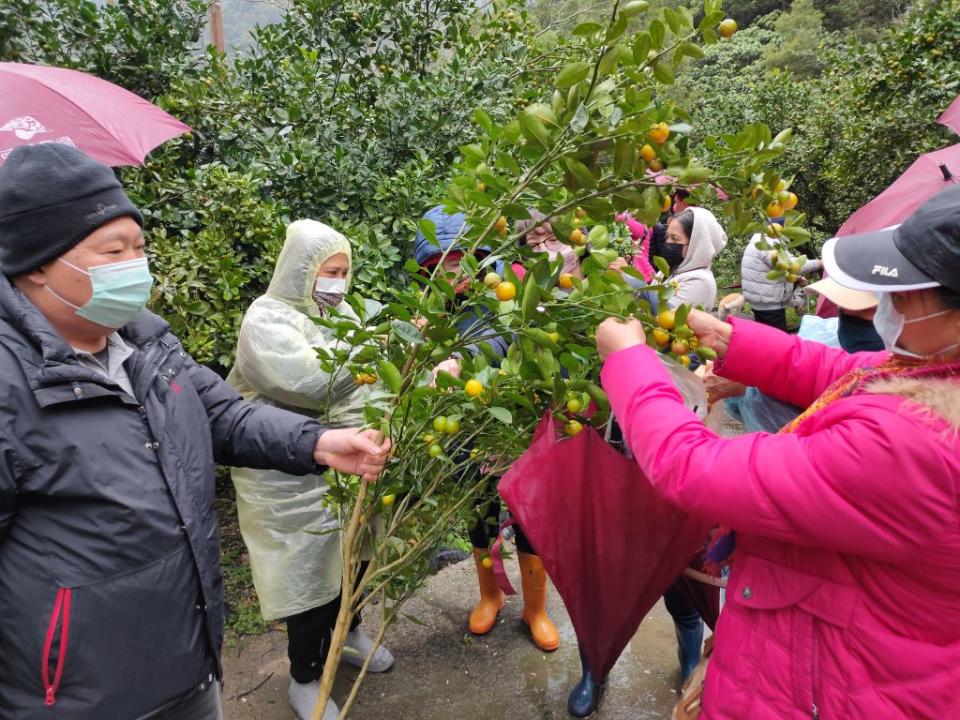 頭城農場金桔盛產，開放遊客上山採果。（頭城農場提供）