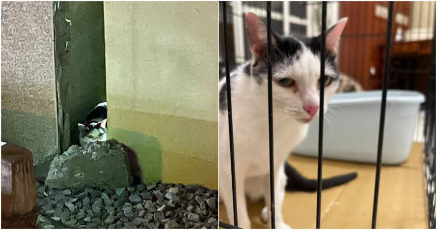 天王星大樓受困最後一隻貓咪「歐膩」順利獲救。（圖／擷取自Facebook／花蓮新聞網）