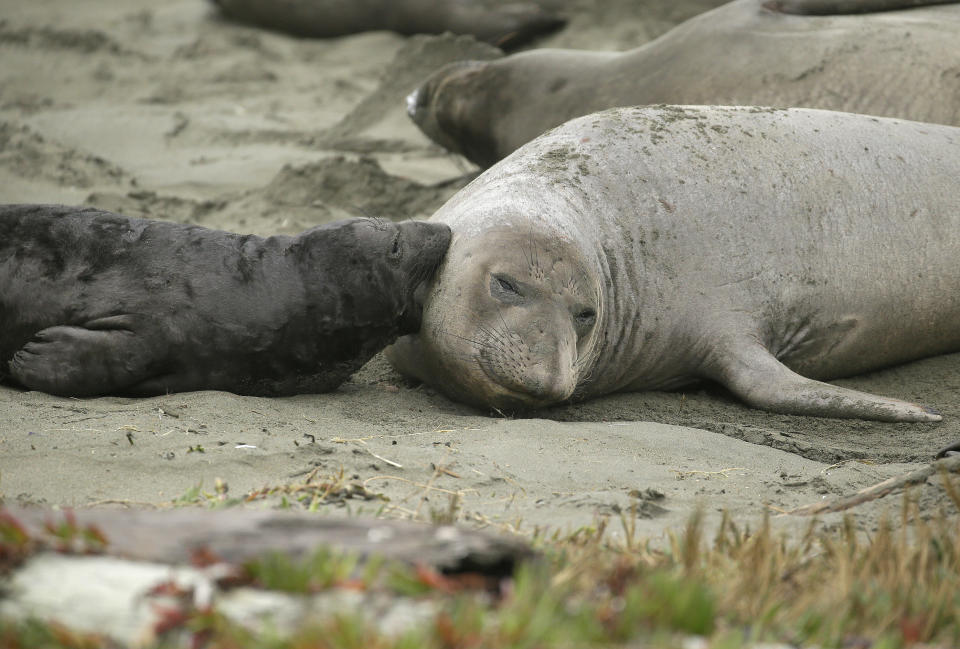 Elephant seals and their pups occupy Drakes Beach, Friday, Feb. 1, 2019, in Point Reyes National Seashore, Calif. Tourists unable to visit a popular beach in Northern California that was taken over by a colony of nursing elephant seals during the government shutdown will be able to get an up-close view of the creatures, officials said Friday. Rangers and volunteer docents will lead small groups of visitors starting Saturday to the edge of a parking lot so they can safely see the elephant seals and their newborn pups, said park spokesman John Dell'Osso. (AP Photo/Eric Risberg)