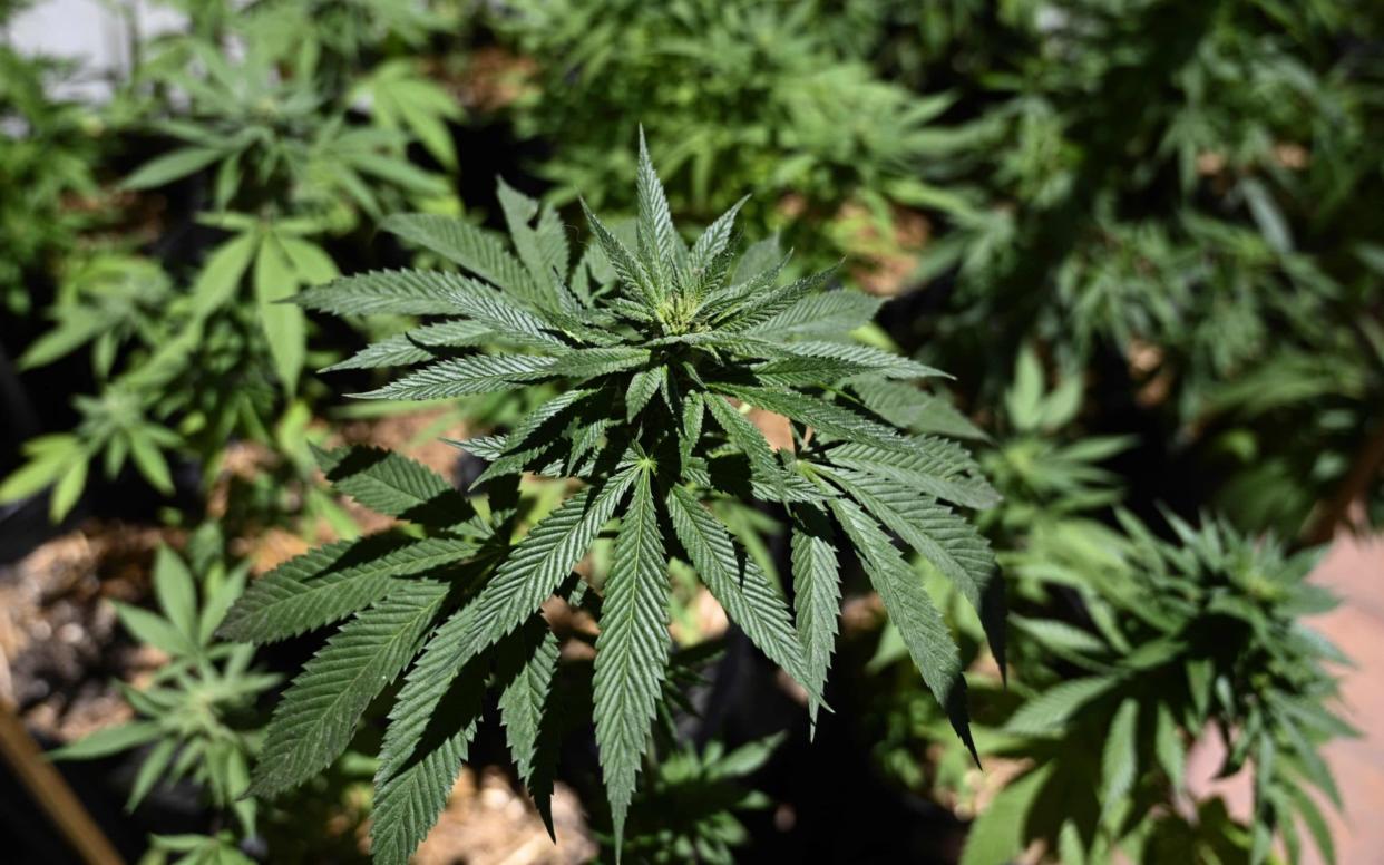 A cannabis plant - Juan Mambromata/AFP