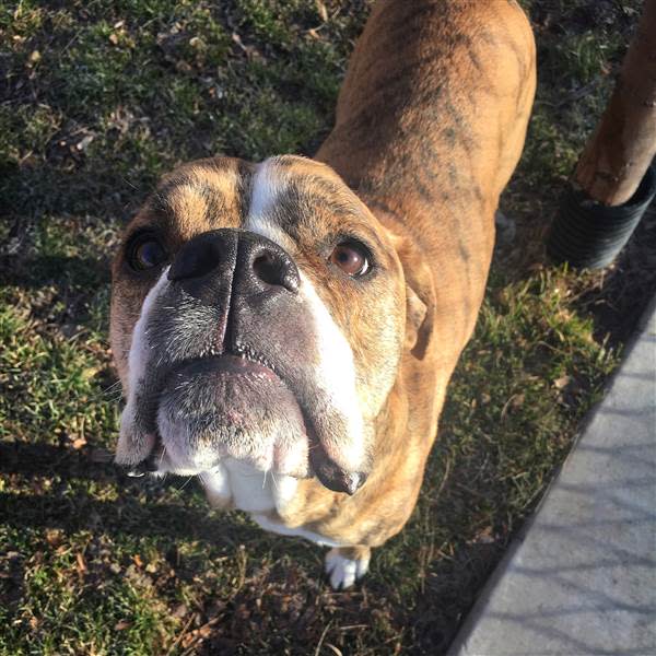 This dog arrived at a shelter with a seriously detailed notebook from a kid who adored him, and we’re crying