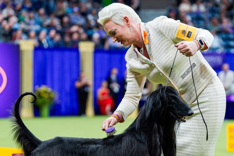 Louis, an Afghan hound, is brushed during the best in show competition at the 148th Westminster Kennel Club dog show, Tuesday, May 14, 2024, at the USTA Billie Jean King National Tennis Center in New York. | Julia Nikhinson