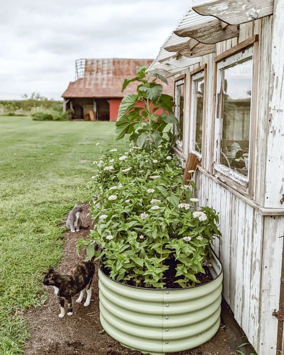 a dog standing next to a planter outside a house