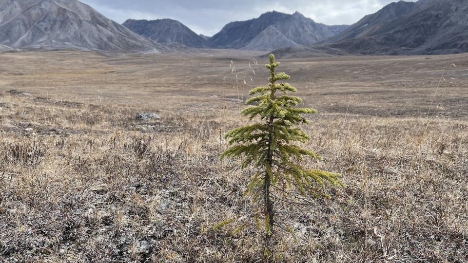 A young white spruce colonist on the Alaskan tundra, with the Brooks Range mountains in the background. Roman Dial, <a href="http://creativecommons.org/licenses/by-nd/4.0/" rel="nofollow noopener" target="_blank" data-ylk="slk:CC BY-ND;elm:context_link;itc:0;sec:content-canvas" class="link ">CC BY-ND</a>