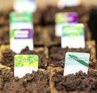 <p>Without a doubt the cheapest way to get a thriving garden is to sow seeds. Whether it's flower seeds or vegetable seeds, remember to check the seed packet size, as some contain far more seed than you’d be able to sow in a year in the average garden.</p><p>You can find seeds at garden centres, online retailers like <a href="https://go.redirectingat.com?id=127X1599956&url=https%3A%2F%2Fwww.thompson-morgan.com%2F&sref=https%3A%2F%2Fwww.housebeautiful.com%2Fuk%2Fgarden%2Fdesigns%2Fg28%2Fgarden-ideas-on-a-budget%2F" rel="nofollow noopener" target="_blank" data-ylk="slk:Thompson & Morgan;elm:context_link;itc:0;sec:content-canvas" class="link ">Thompson & Morgan</a> or <a href="https://go.redirectingat.com?id=127X1599956&url=https%3A%2F%2Fwww.crocus.co.uk%2F&sref=https%3A%2F%2Fwww.housebeautiful.com%2Fuk%2Fgarden%2Fdesigns%2Fg28%2Fgarden-ideas-on-a-budget%2F" rel="nofollow noopener" target="_blank" data-ylk="slk:Crocus;elm:context_link;itc:0;sec:content-canvas" class="link ">Crocus</a>, or home and DIY stores including <a href="https://go.redirectingat.com?id=127X1599956&url=https%3A%2F%2Fwww.homebase.co.uk%2Fgarden-outdoor%2Fplants-seeds-bulbs.list&sref=https%3A%2F%2Fwww.housebeautiful.com%2Fuk%2Fgarden%2Fdesigns%2Fg28%2Fgarden-ideas-on-a-budget%2F" rel="nofollow noopener" target="_blank" data-ylk="slk:Homebase;elm:context_link;itc:0;sec:content-canvas" class="link ">Homebase</a>, <a href="https://go.redirectingat.com?id=127X1599956&url=https%3A%2F%2Fwww.diy.com%2F&sref=https%3A%2F%2Fwww.housebeautiful.com%2Fuk%2Fgarden%2Fdesigns%2Fg28%2Fgarden-ideas-on-a-budget%2F" rel="nofollow noopener" target="_blank" data-ylk="slk:B&Q;elm:context_link;itc:0;sec:content-canvas" class="link ">B&Q</a> and <a href="https://go.redirectingat.com?id=127X1599956&url=https%3A%2F%2Fwww.wilko.com%2F&sref=https%3A%2F%2Fwww.housebeautiful.com%2Fuk%2Fgarden%2Fdesigns%2Fg28%2Fgarden-ideas-on-a-budget%2F" rel="nofollow noopener" target="_blank" data-ylk="slk:Wilko;elm:context_link;itc:0;sec:content-canvas" class="link ">Wilko</a>. You can also try online specialists, <a href="https://go.redirectingat.com?id=127X1599956&url=https%3A%2F%2Fwww.seeds4garden.com%2F&sref=https%3A%2F%2Fwww.housebeautiful.com%2Fuk%2Fgarden%2Fdesigns%2Fg28%2Fgarden-ideas-on-a-budget%2F" rel="nofollow noopener" target="_blank" data-ylk="slk:Seeds4Garden.com;elm:context_link;itc:0;sec:content-canvas" class="link ">Seeds4Garden.com</a>.</p><p><strong>READ MORE: <a href="https://www.housebeautiful.com/uk/garden/plants/a35649747/sowing-seeds/" rel="nofollow noopener" target="_blank" data-ylk="slk:A guide to sowing seeds;elm:context_link;itc:0;sec:content-canvas" class="link ">A guide to sowing seeds</a></strong></p>
