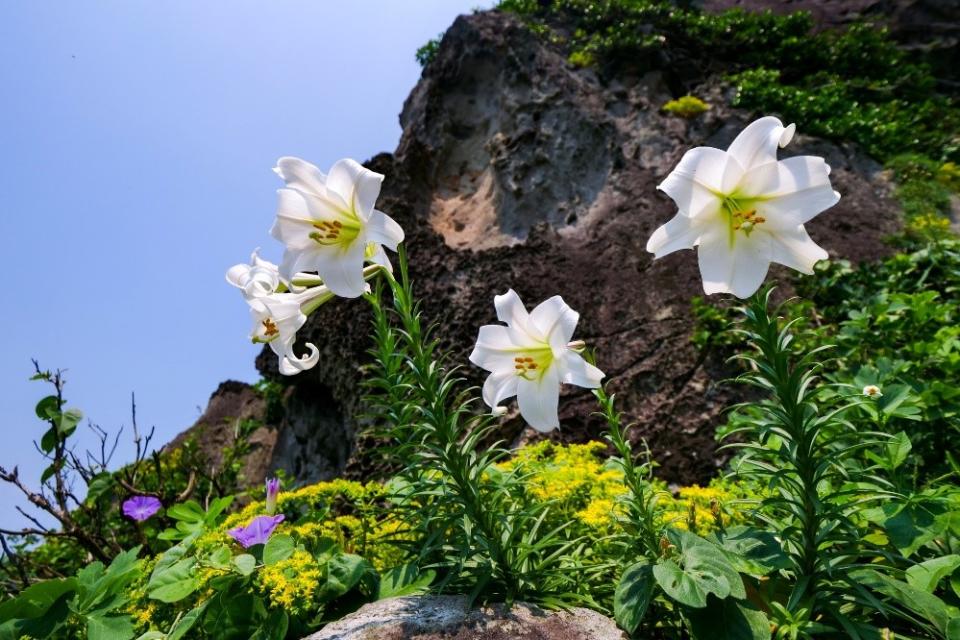 鐵炮百合（圖片來源：基隆市政府城市行銷處觀光發展科）