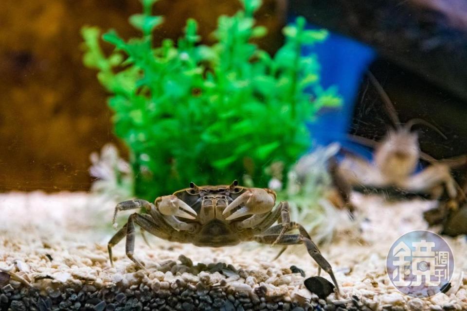 「螃蟹博物館」水族箱內還有活跳跳的蝦蟹可靠近觀察。