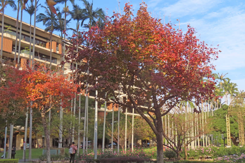 臺北市中山北路五段已成為楓紅大道，民眾無須上山就能欣賞美麗景象。（圖／台北市公園處提供）