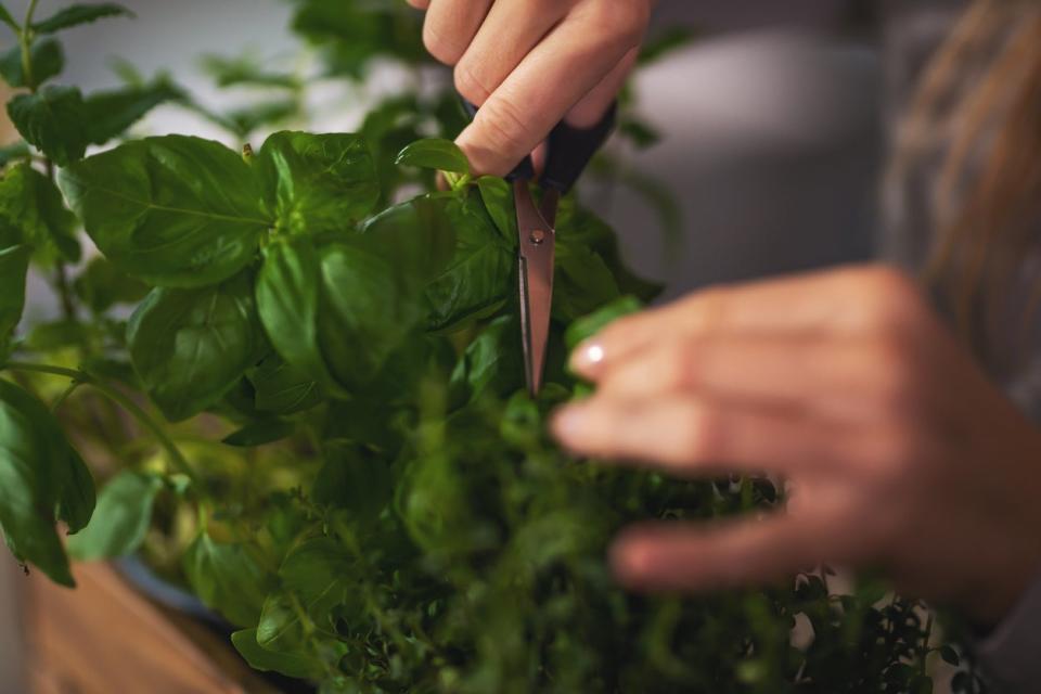 Female holding sharp shears and pruning basil and thyme plants