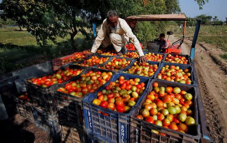 FILE PHOTO: A farmer arranges harvested tomatoes in a tractor trolley on the outskirts of Ahmedabad, India, February 7, 2018. REUTERS/Amit Dave/File photo