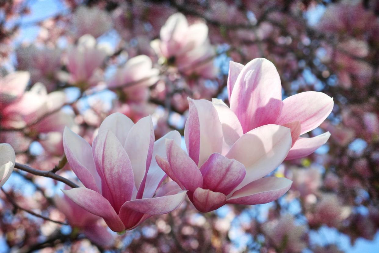 pink flowering trees magnolia