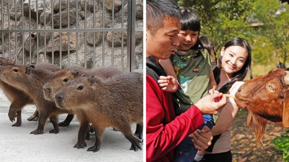 全台超夯動物飯店「宜蘭綠舞國際觀光飯店」、「關西六福莊」推出優惠活動。（圖／翻攝自綠舞國際觀光飯店、關西六福莊官網）