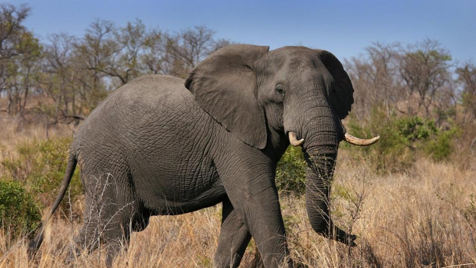 In Uganda sind die Nationalparks meist nicht umzäunt. Wildtiere können in umliegende Dörfer wandern. Symbolbild: Jon Hrusa/EPA