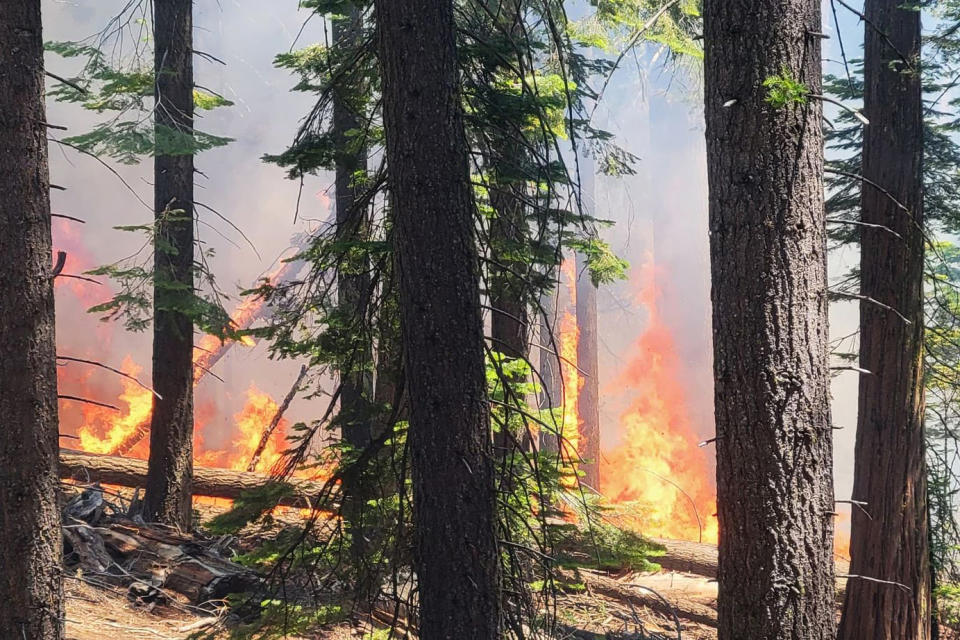 The Washburn fire burning near the lower portion of the Mariposa Grove at Yosemite National Park on Thursday. (Yosemite NPS / Twitter)