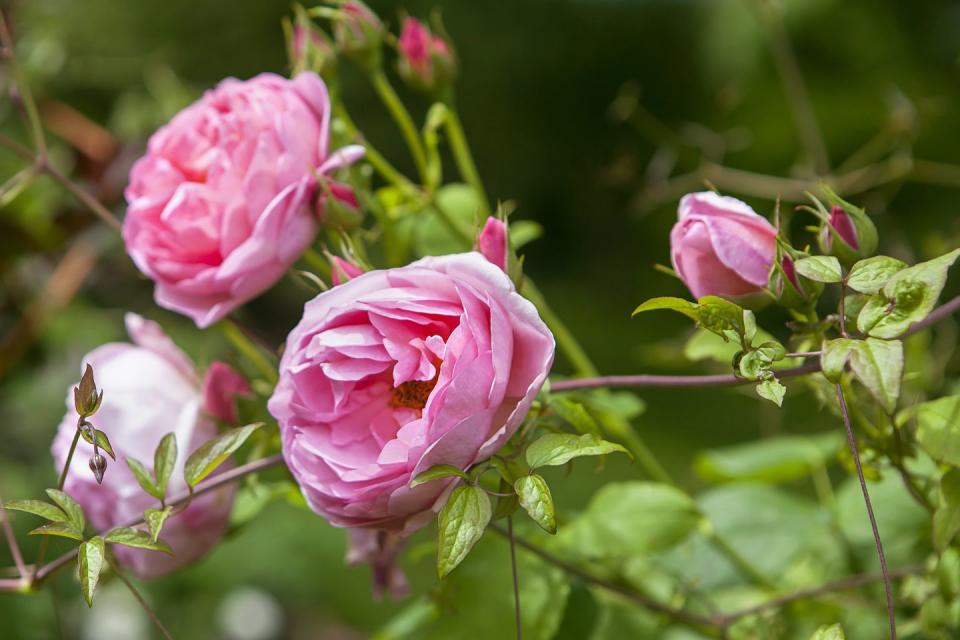 roses at holehird gardens near windermere in lake district