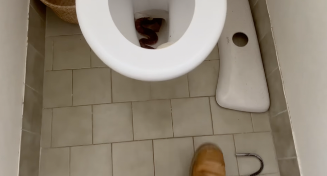 Watch a Live Snake Get Pulled Out of a Toilet