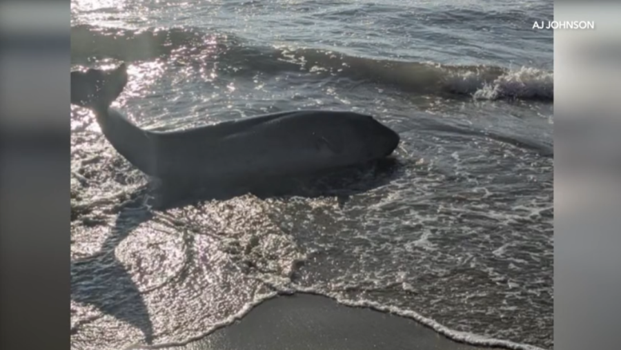 Shark activity leads to beach closure in Orange County