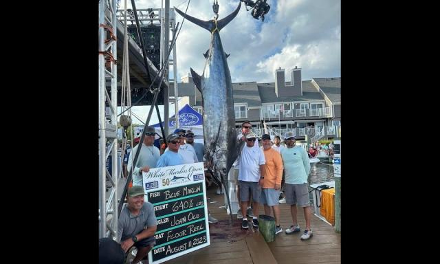 62 milion blue marlin｜TikTok Search