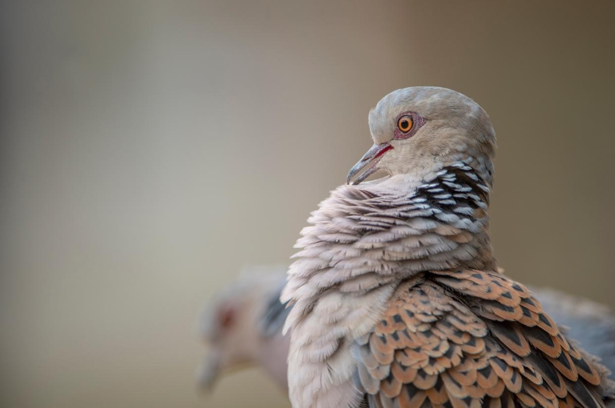 Turtle doves are in decline in the UK (Ben Andrew/RSPB)