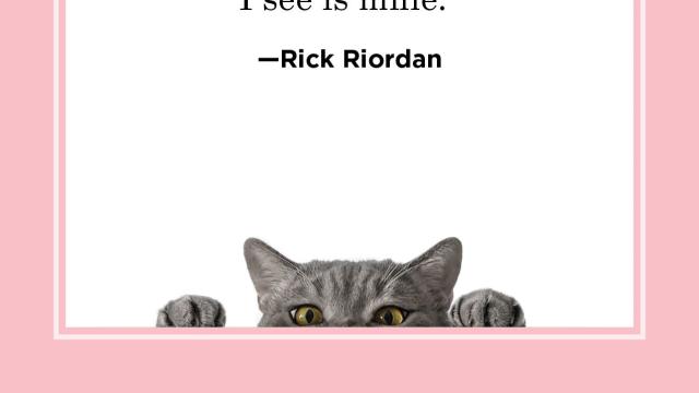 i love my cat quotes