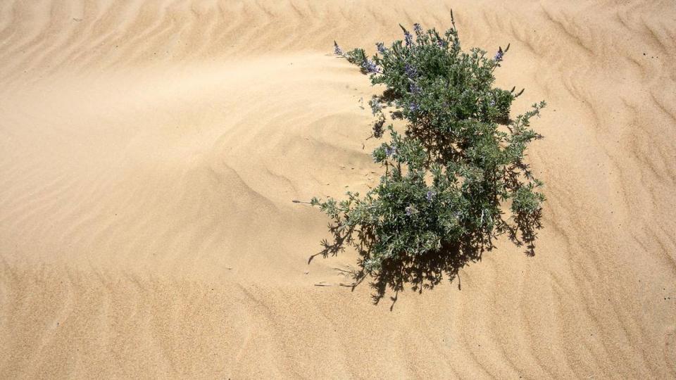 Revegetation of targeted portions of the Oceano Dunes SVRA with native plants like this lupine slow winds and allow larger sand grains to settle and cover finer particulate. By “tripping” the wind from accelerating across the dune surface, particulate emissions are reduced.
