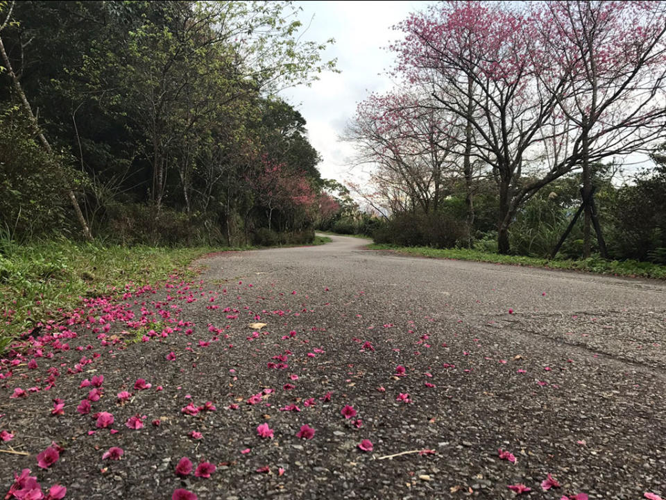 石碇二格道路賞櫻