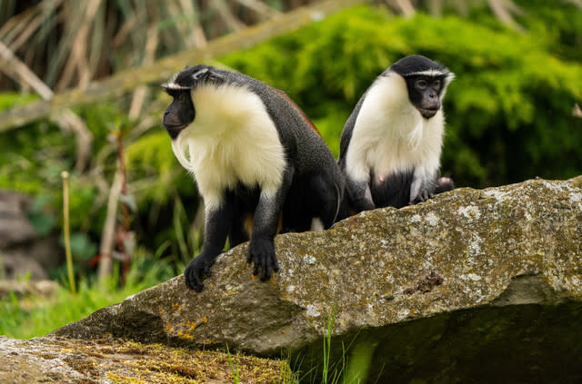 Chester Zoo welcomes rare new monkeys for the first time in 50 years as conservationists race to prevent their extinction