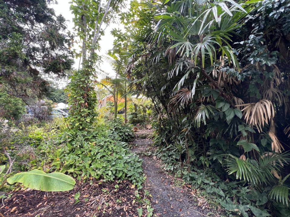 Hawaii rainforest, with trees and other plants along a walkway
