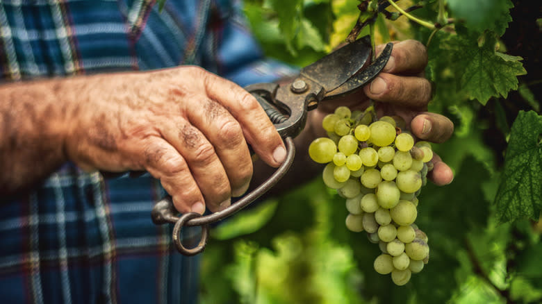 person cutting grapes off vine