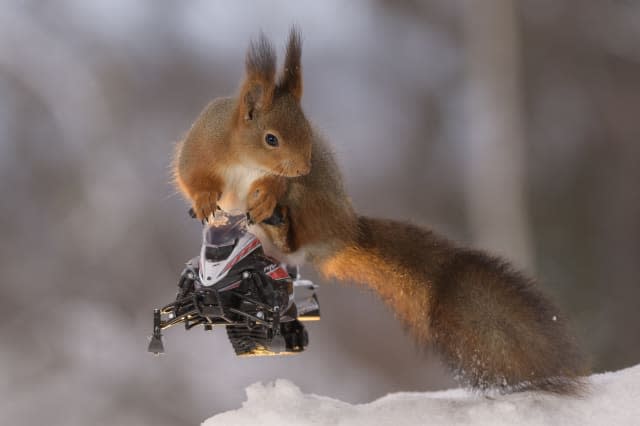 Hilarious photos show squirrels making the most of the winter weather - as they pose on miniature wooden skis and snowmobiles