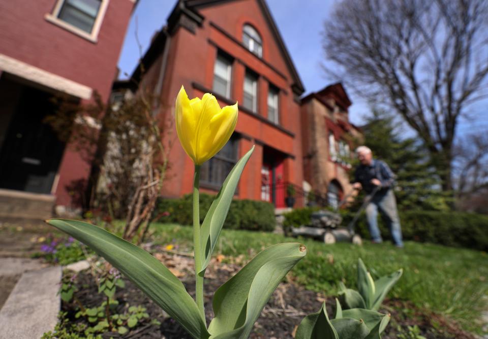A lone tulip is in bloom as Jim Reynolds mows his neighbor's lawn for the first time this season in the Limerick neighborhood.  Spring has begun in 2019.
Apr. 4, 2019